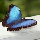 Morpho peleides