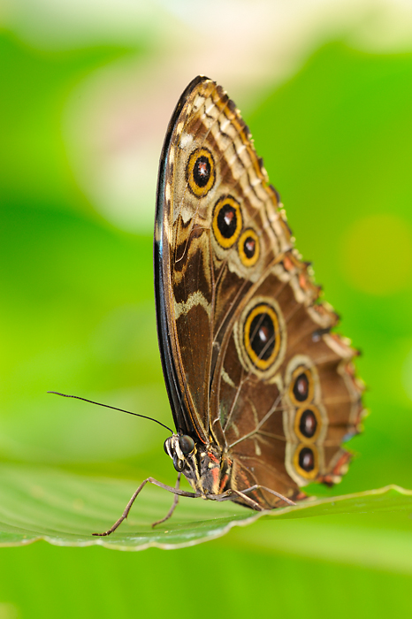 Morpho peleides