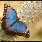 Morpho peleides