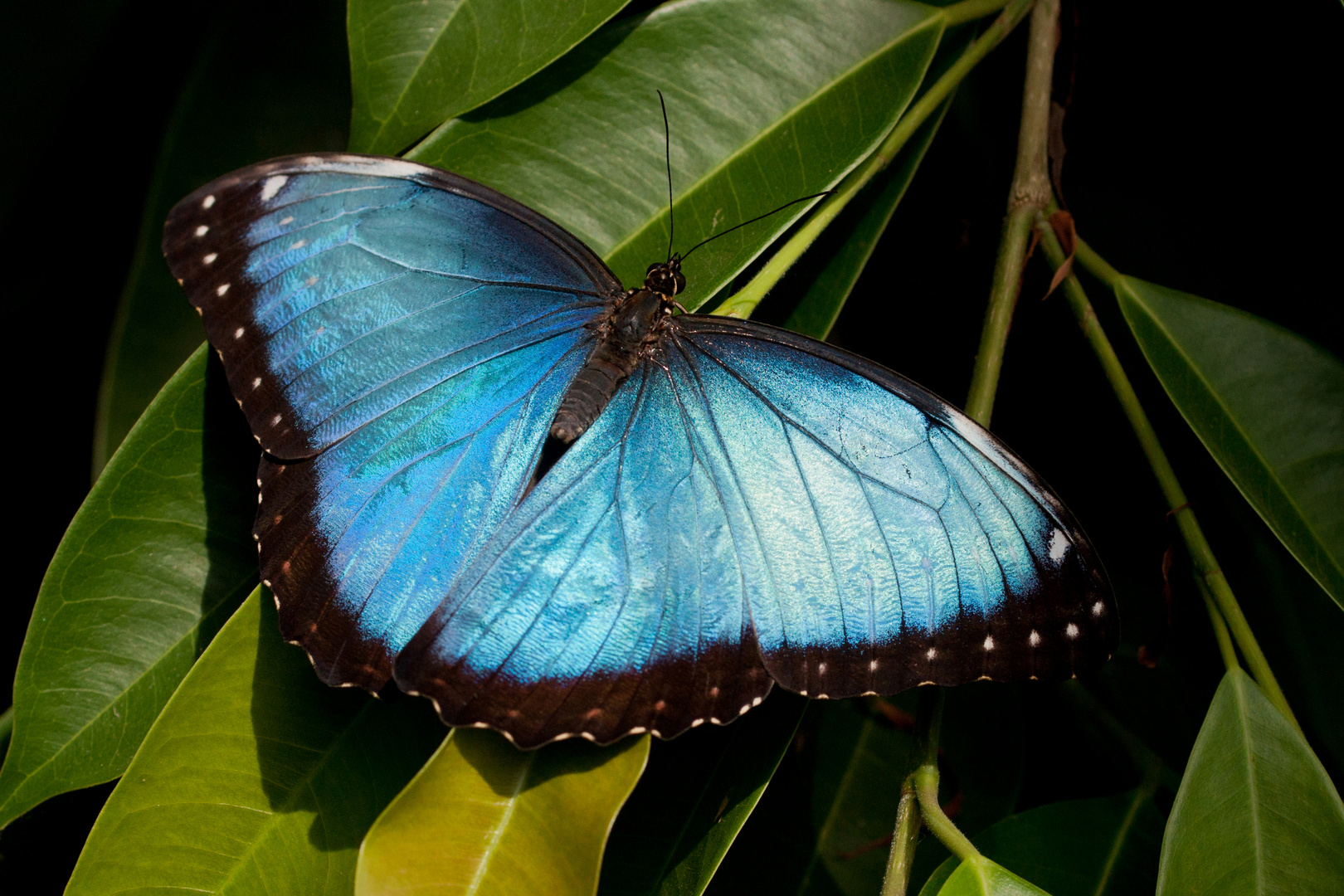  Morpho Peleides