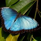  Morpho Peleides