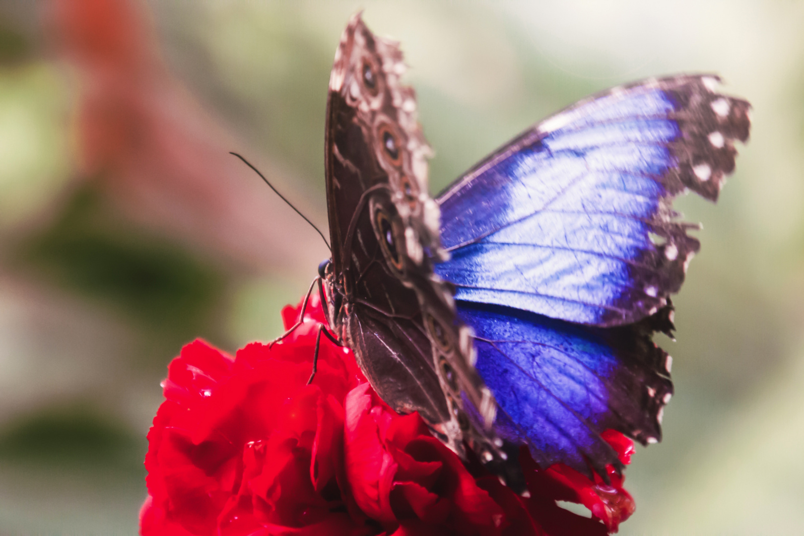 Morpho peleides