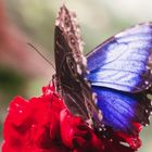 Morpho peleides