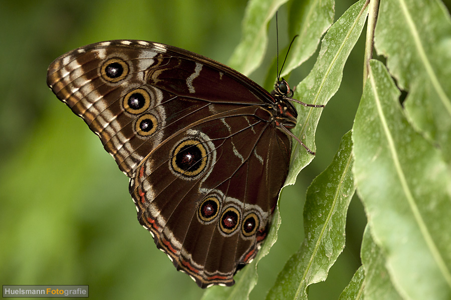 Morpho peleides