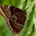 Morpho peleides