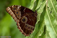 Morpho peleides