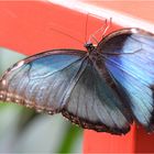 Morpho peleides