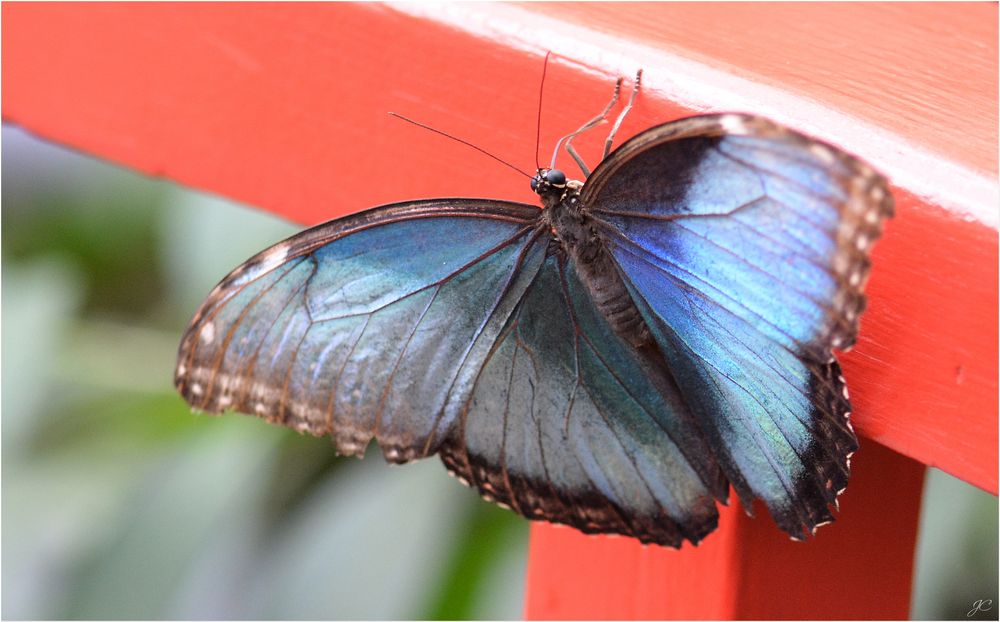 Morpho peleides