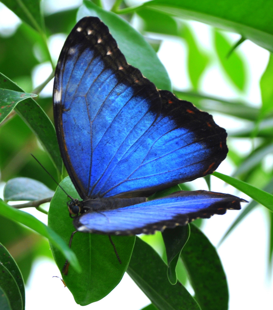 MORPHO PELEIDES