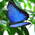 MORPHO PELEIDES