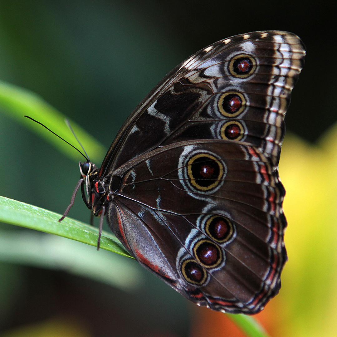 Morpho peleides