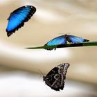 Morpho peleides