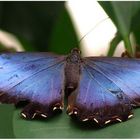 Morpho peleides