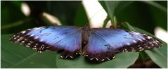 Morpho peleides