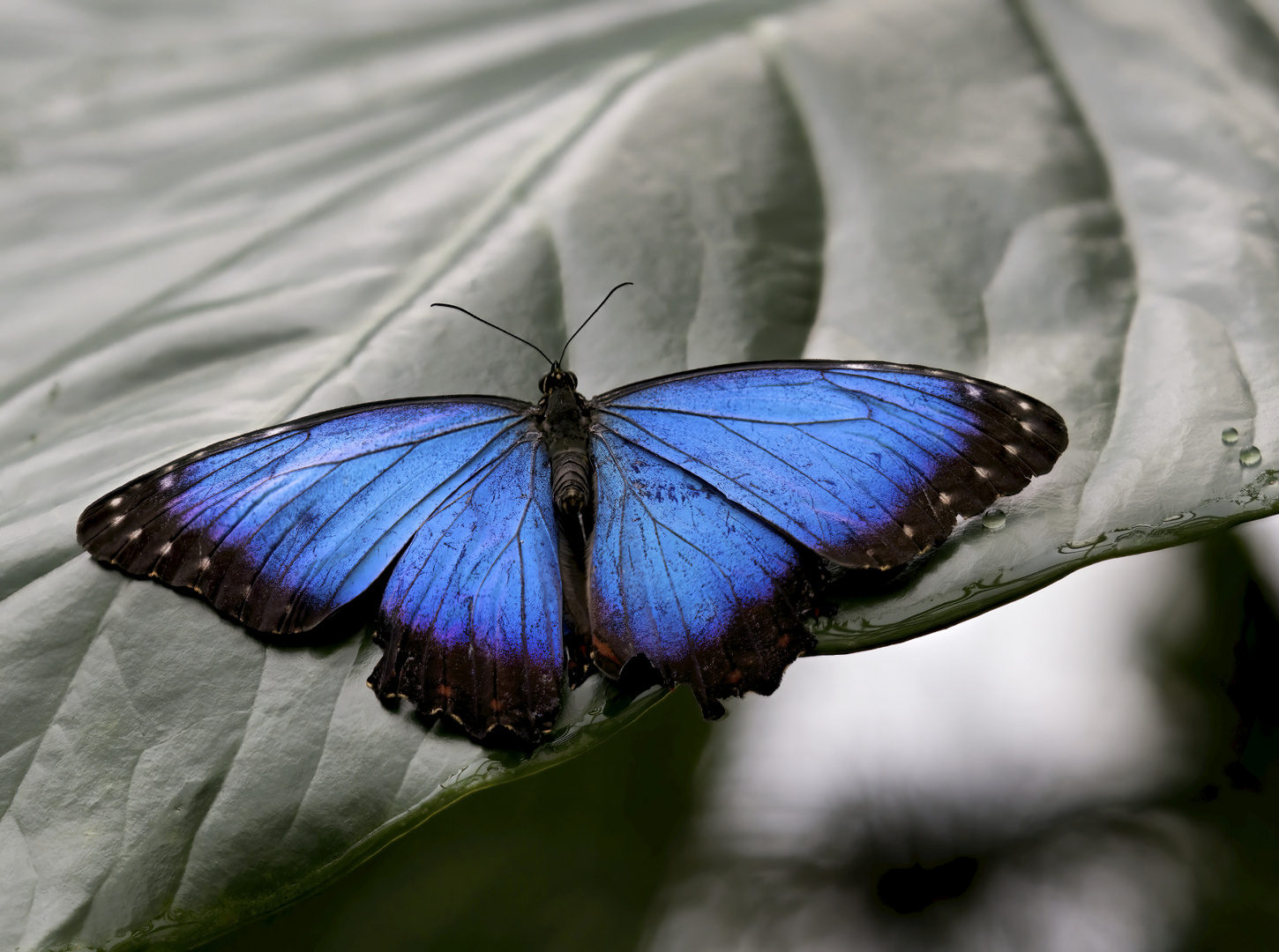 Morpho peleides