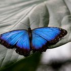 Morpho peleides