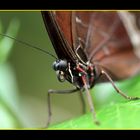 Morpho peleides