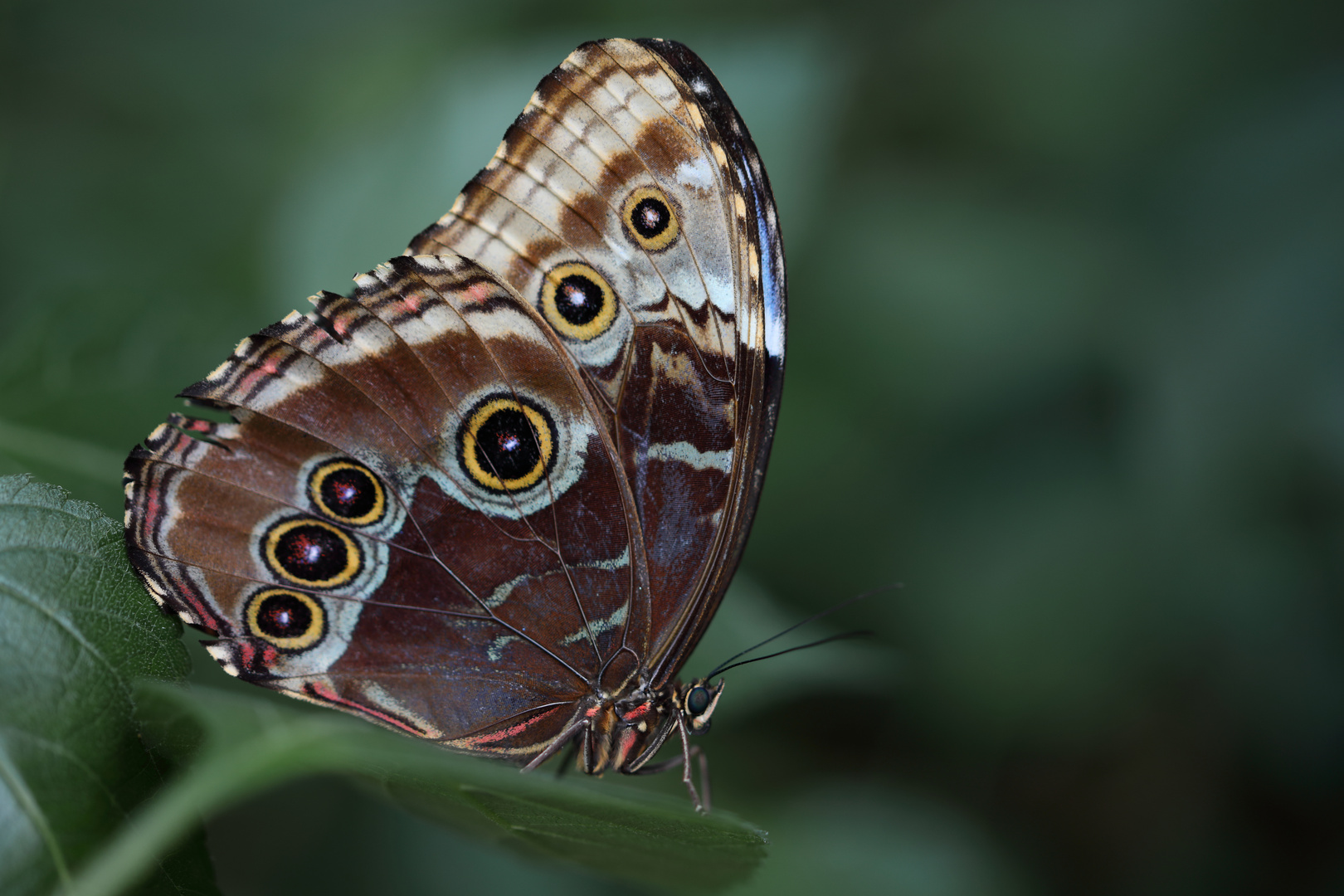 Morpho peleides