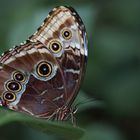 Morpho peleides