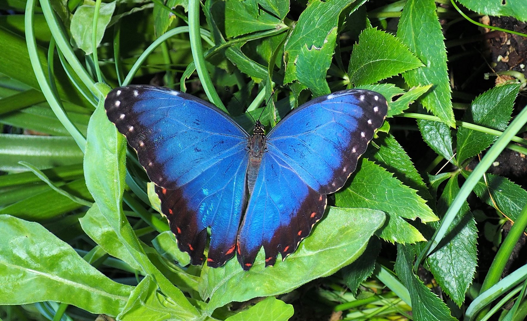 Morpho peleides 