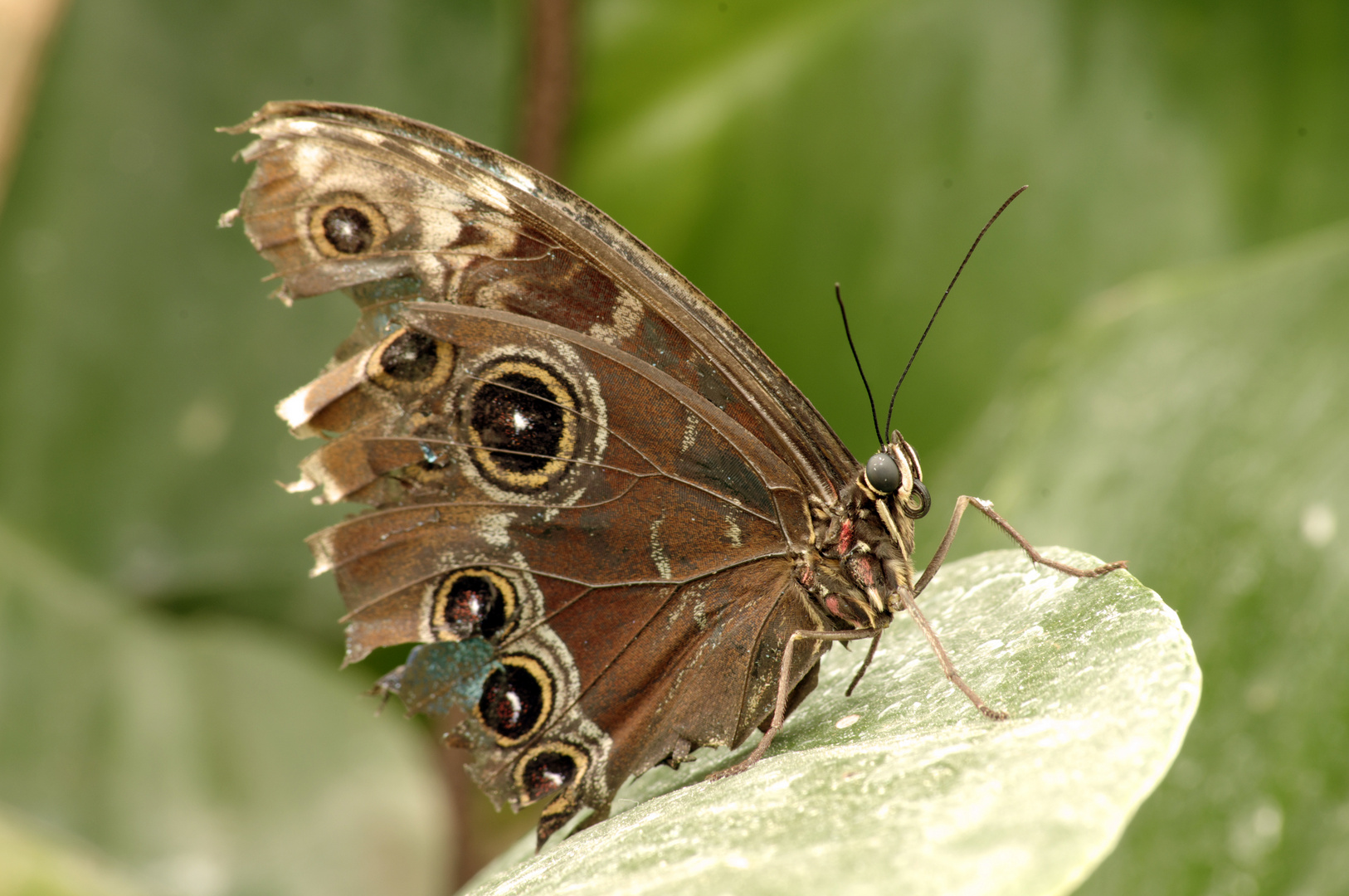 Morpho Peleides