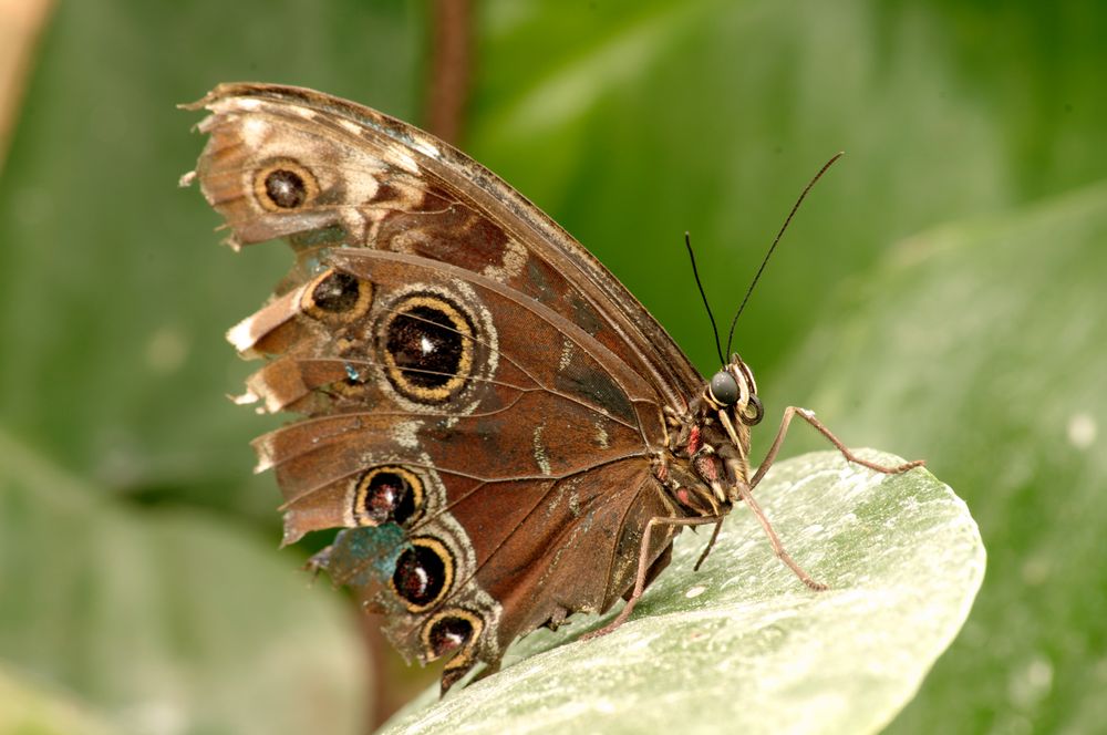 Morpho Peleides