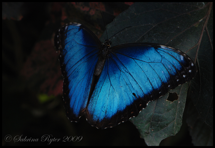 Morpho peleides