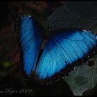 Morpho peleides