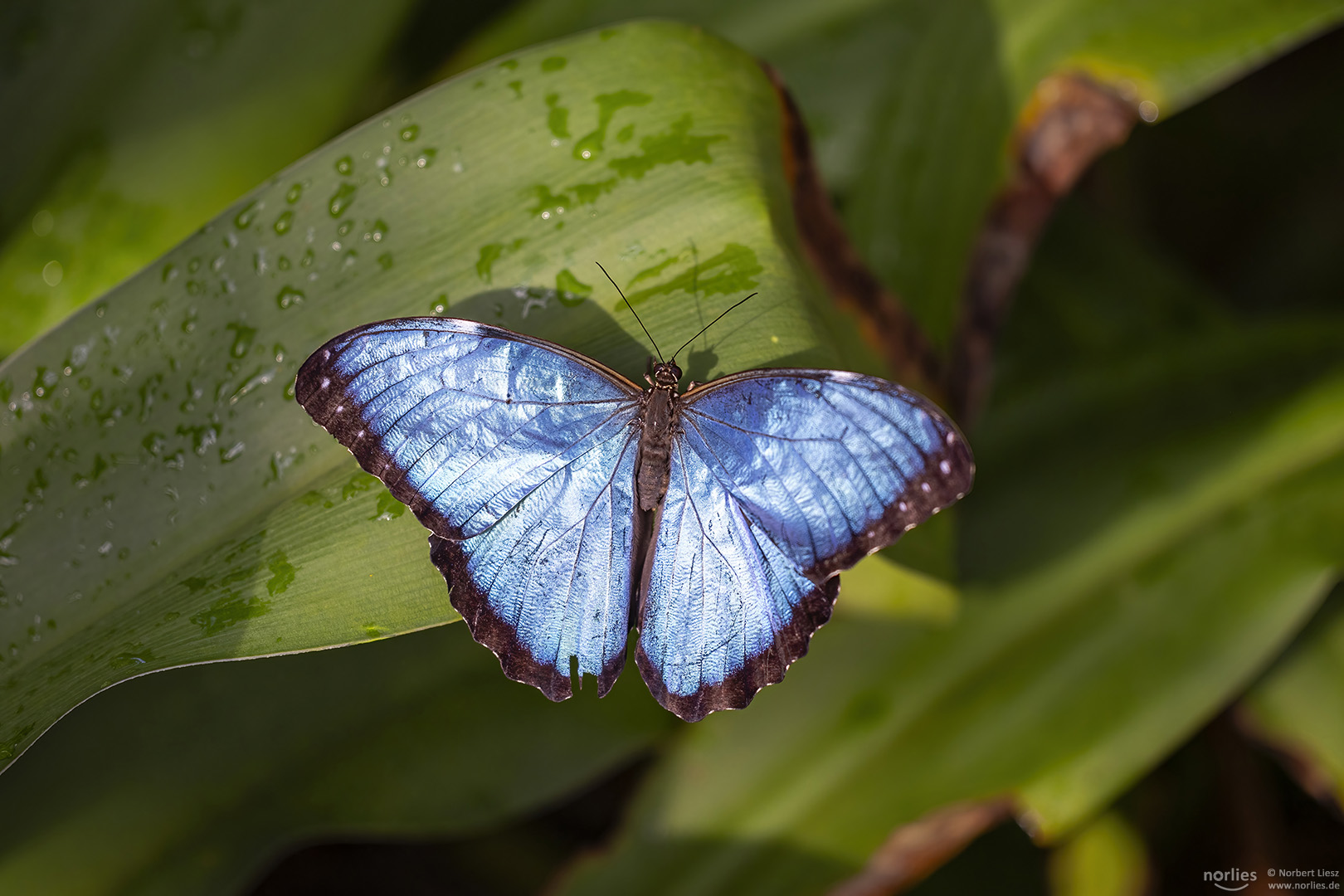 morpho peleides