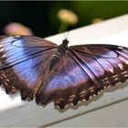 Morpho peleides