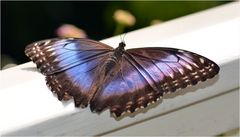 Morpho peleides