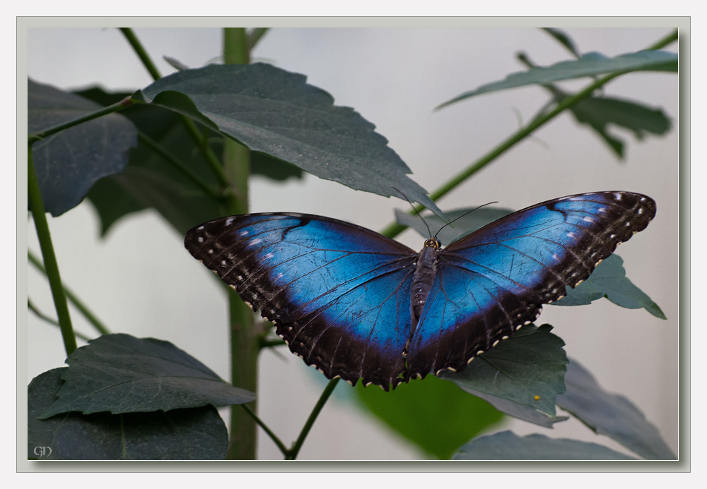 Morpho peleides