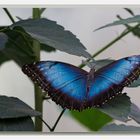 Morpho peleides