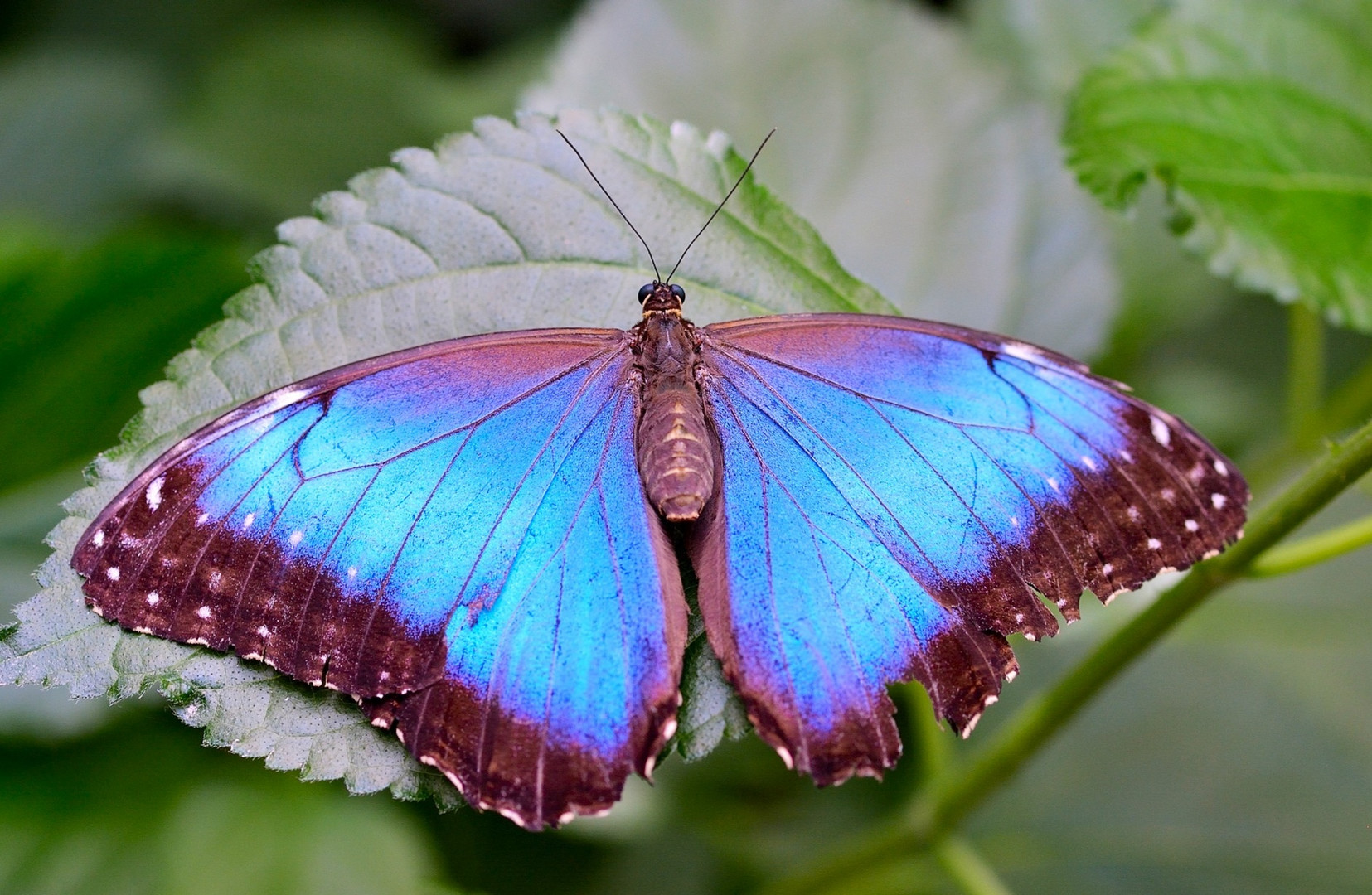 Morpho Peleides (ali aperte)