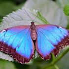 Morpho Peleides (ali aperte)