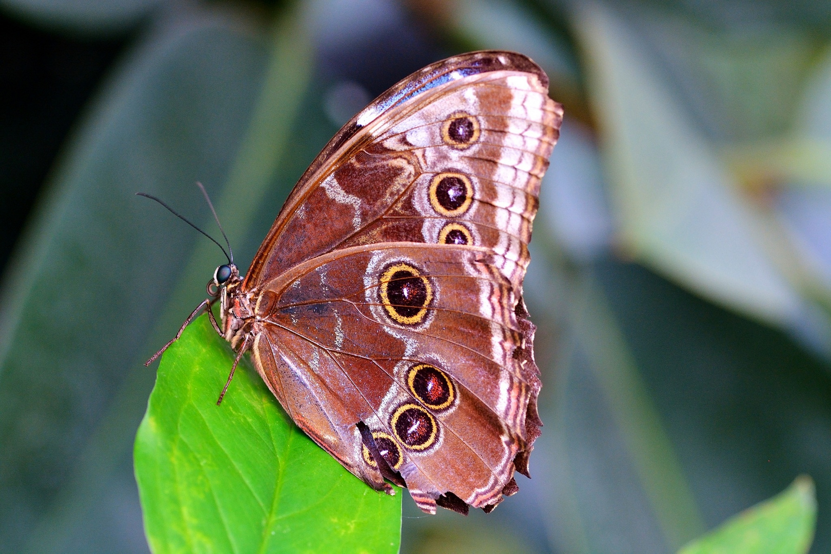 Morpho Peleides (ali chiuse)