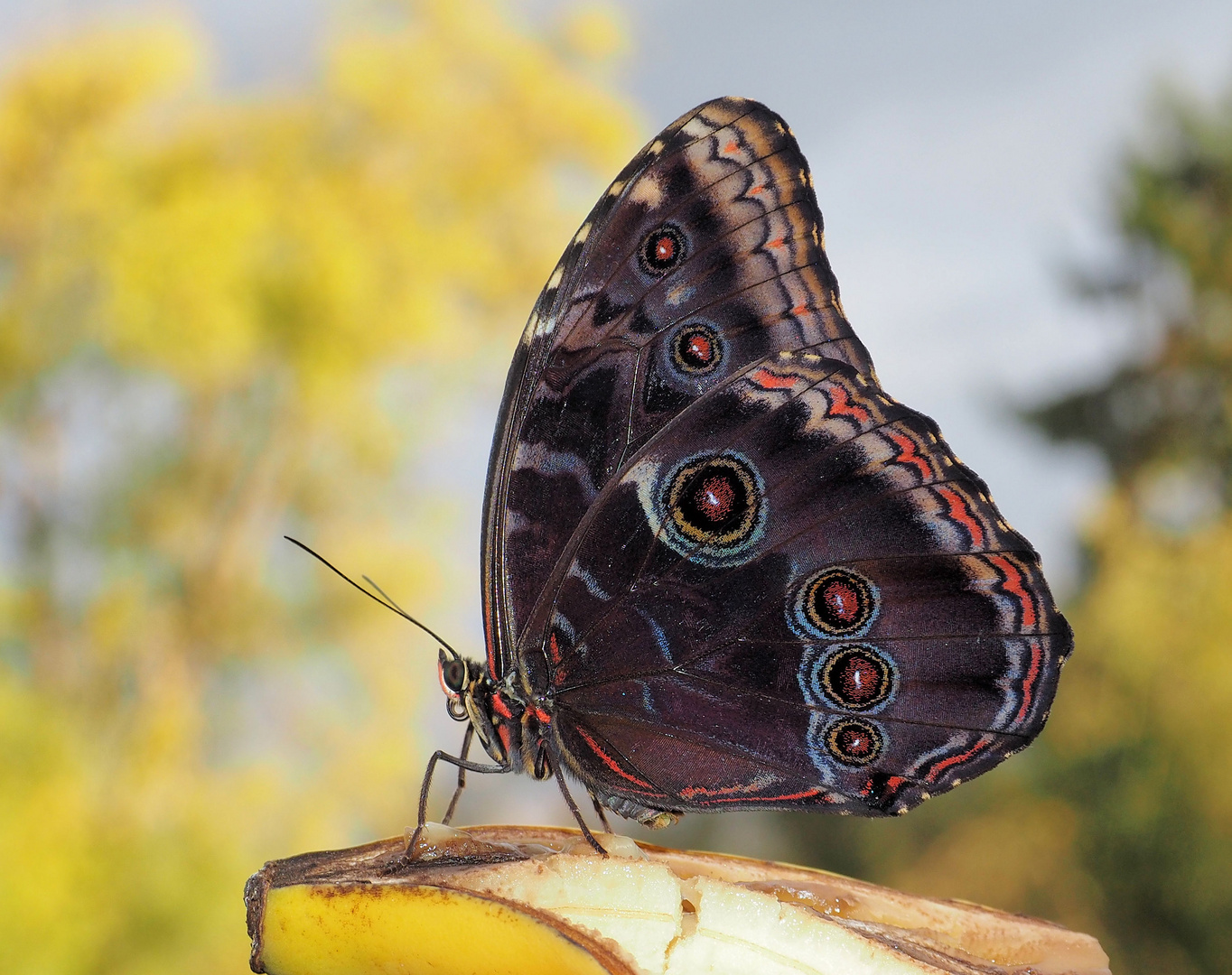Morpho peleides Außenseite... Foto & Bild natur, schmetterling