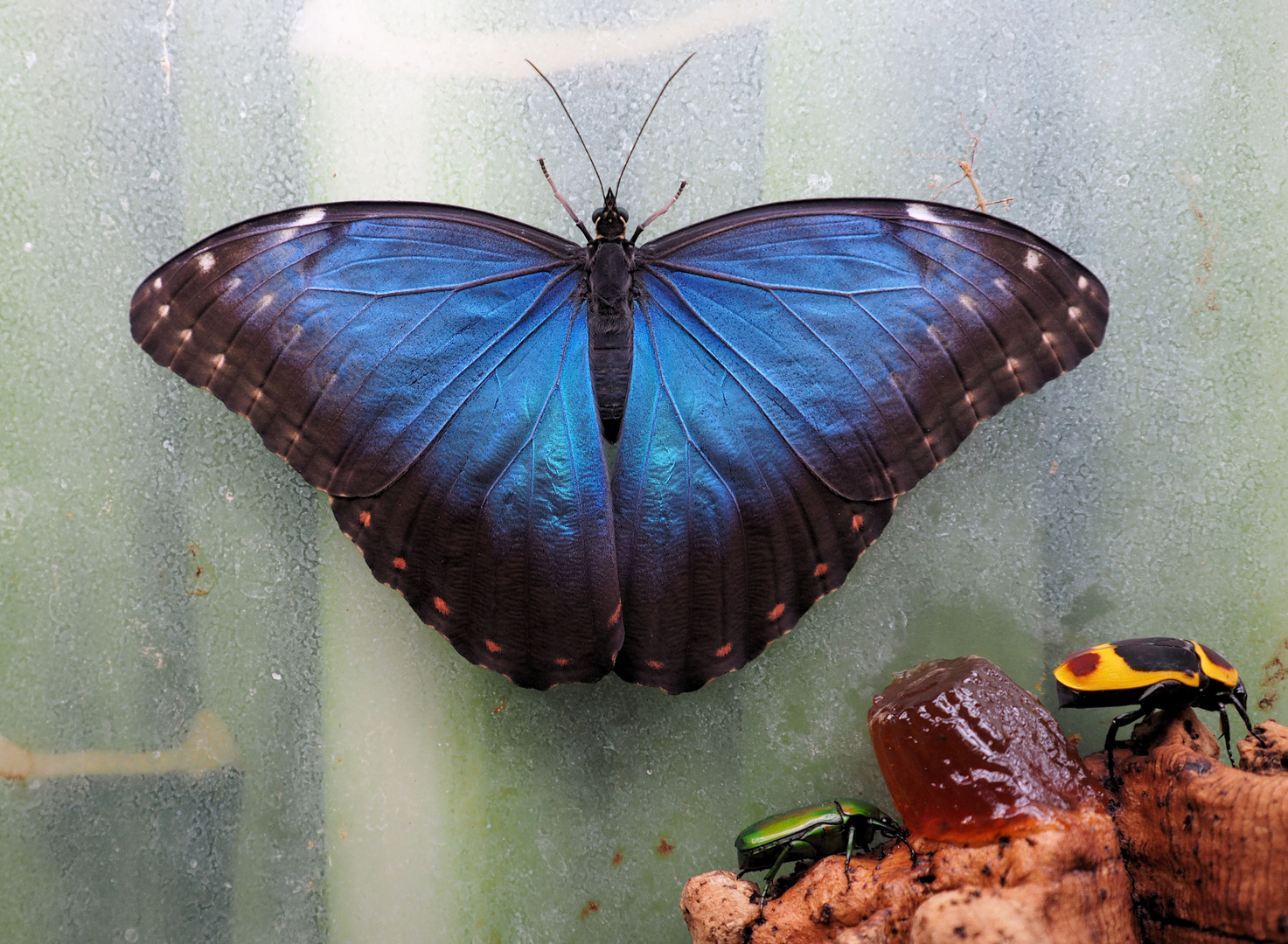 Morpho peleides 