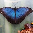 Morpho peleides 