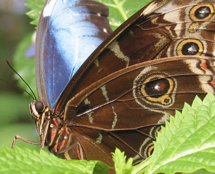 Morpho peleides