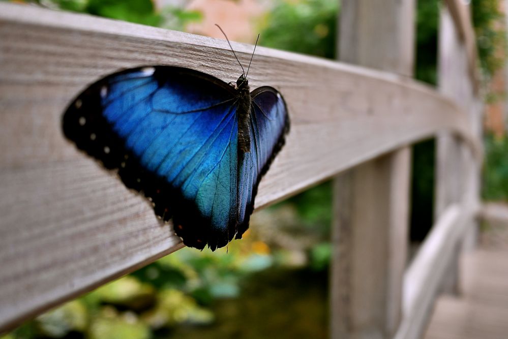 Morpho Peleides