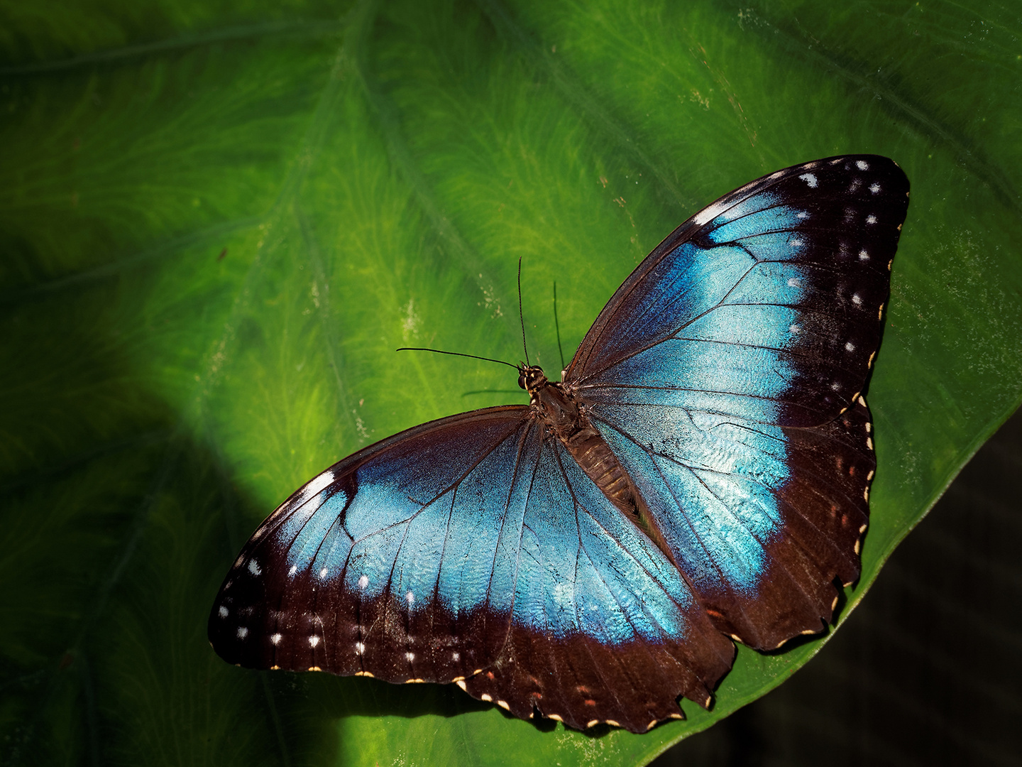 Morpho peleides