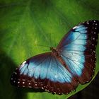 Morpho peleides