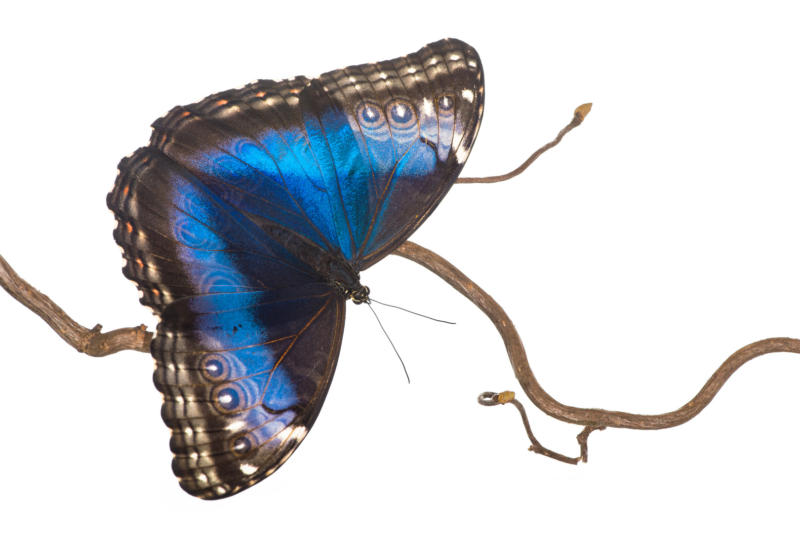 Morpho peleides