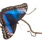 Morpho peleides