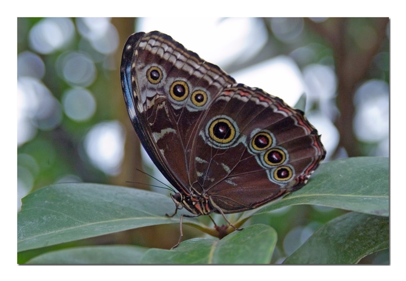 morpho peleides