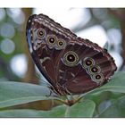 morpho peleides