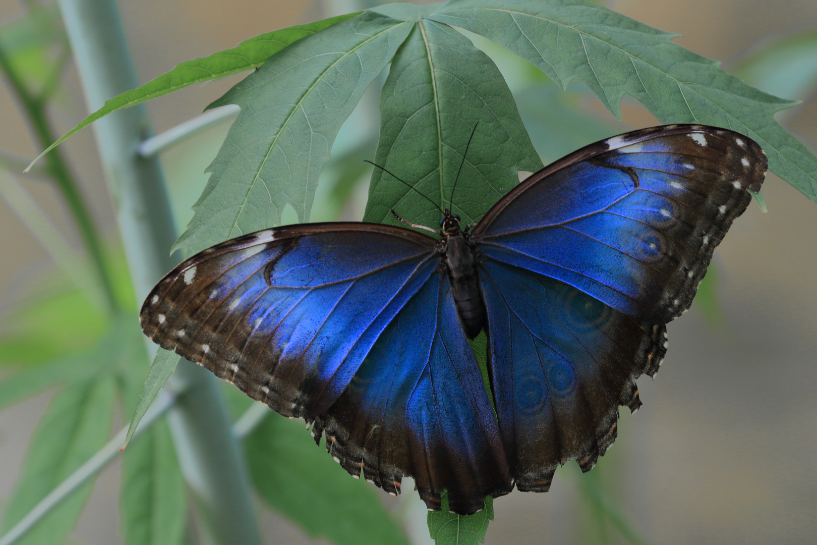 Morpho peleides