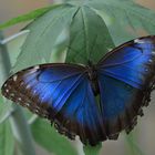 Morpho peleides