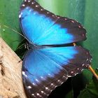 Morpho peleides 